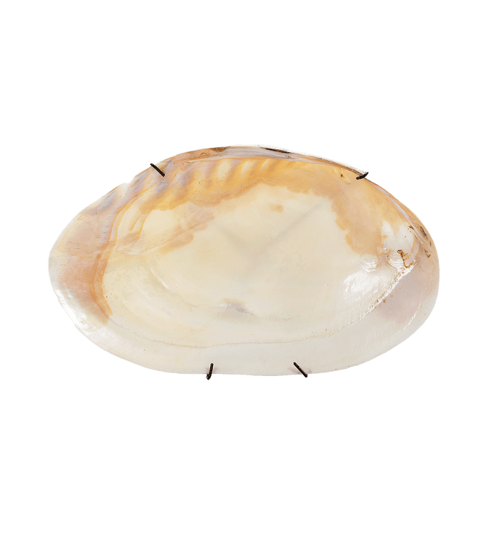 Anna Nina Bali Shell Wall Object