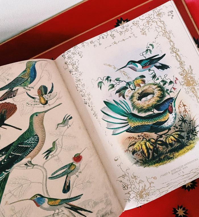 Anna Nina John Derian Picture Book II