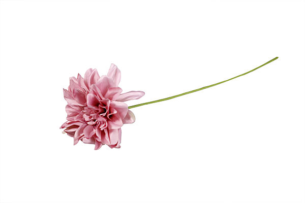 Ava Dahlia Roze 60cm