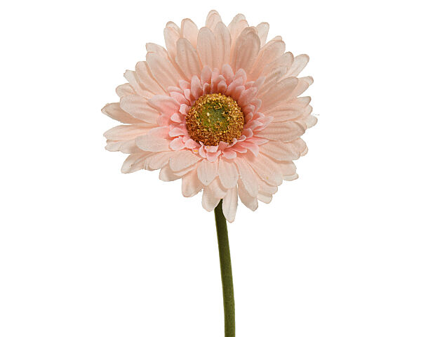 ava Gerbera H 50cm Perzik Ø 10cm