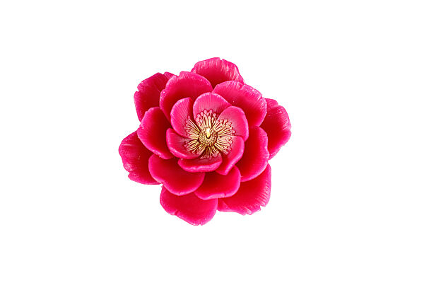 Ava Kaars Bloem Roze 12u 12 8x6cm