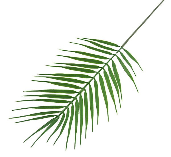 ava Palmblad Groen 68cm