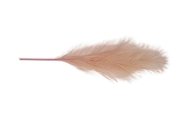 ava Pampasgras Lichtroze 40cm