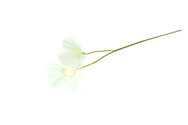 Ava Tak Met Bloemen Pistache 55cm