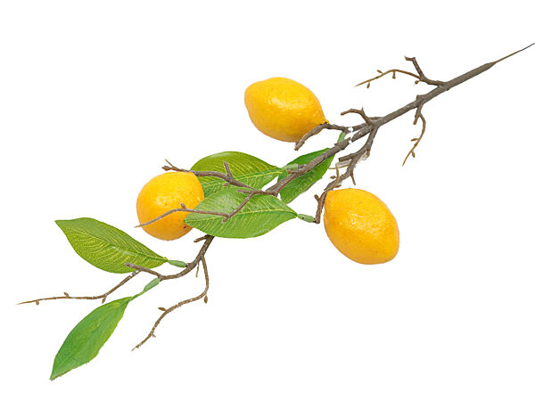 ava Tak Met Citroenen Groen 50cm