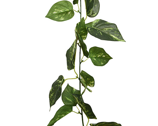 ava Slinger Met 48 Monsterabladeren Groen 1 8m x 9cm x 20cm