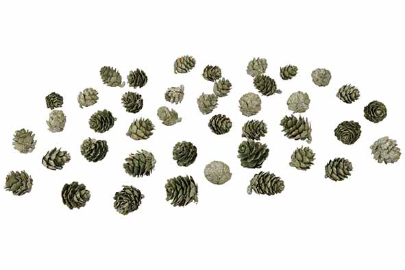 cosy & trendy DENAPPELS 140GR GROEN D3 15X4XH20CM