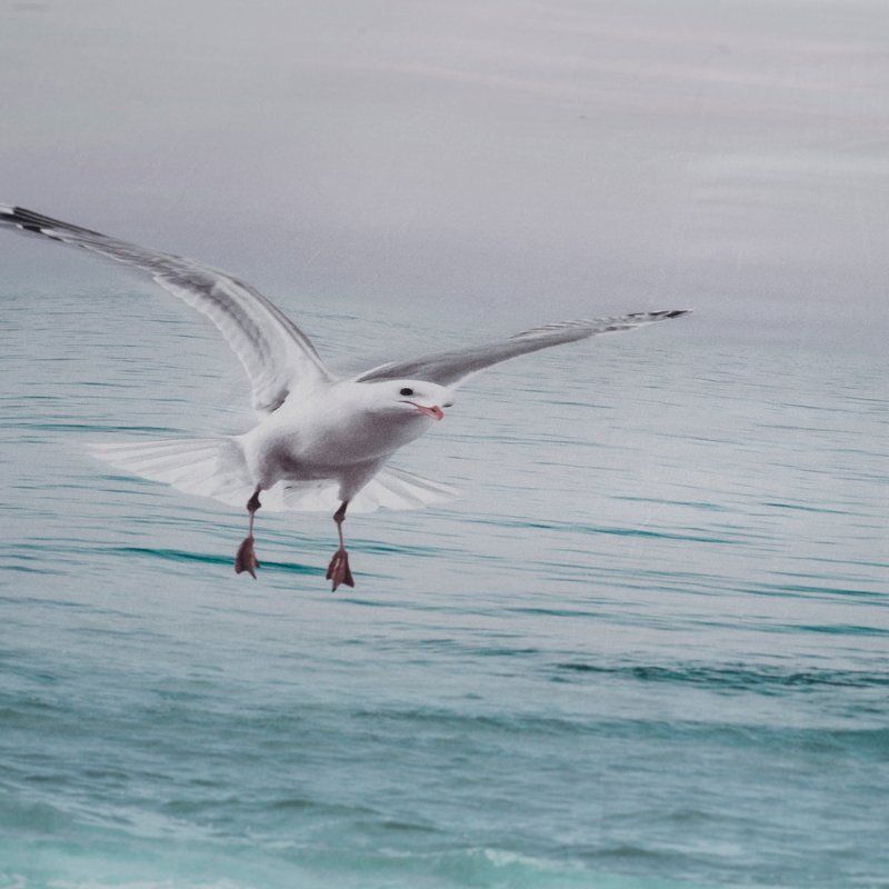 Dekbed Discounter Dekbedovertrek Esma - Katoen Satijn