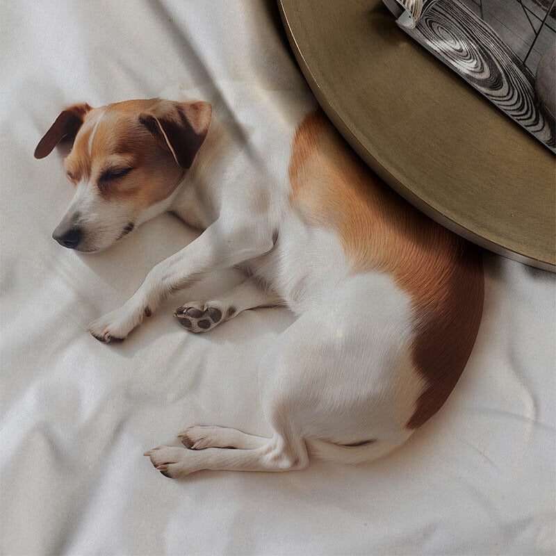 Dekbed Discounter Dekbedovertrek Katoen-Satijn - Harvey