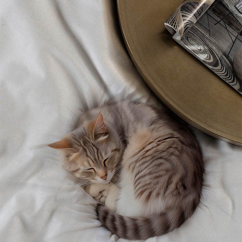 Dekbed Discounter Dekbedovertrek Katoen-Satijn - Mr. Whiskers