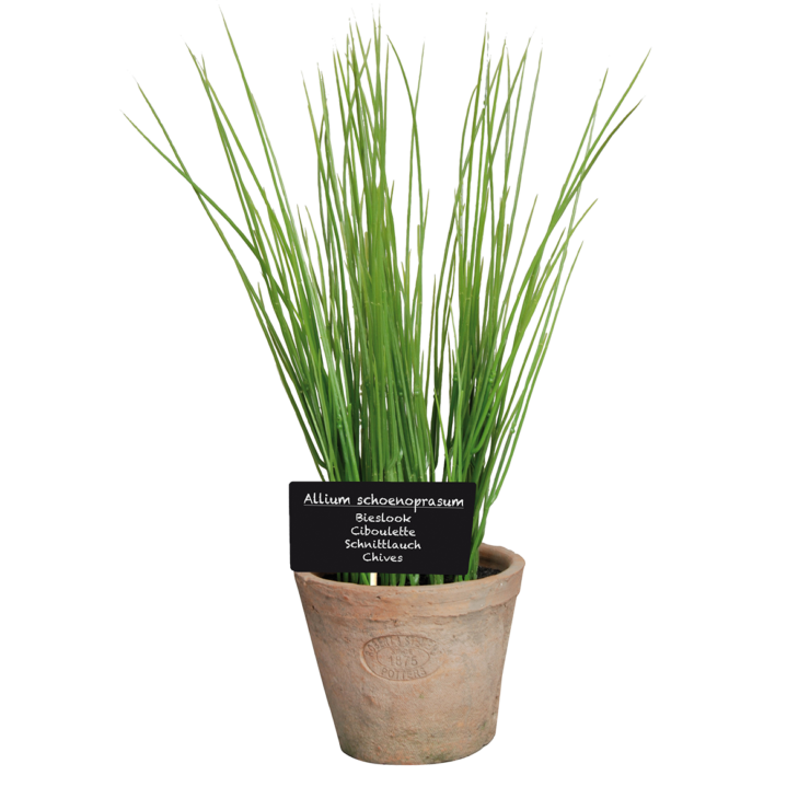 esschert design Bieslook in AT pot L