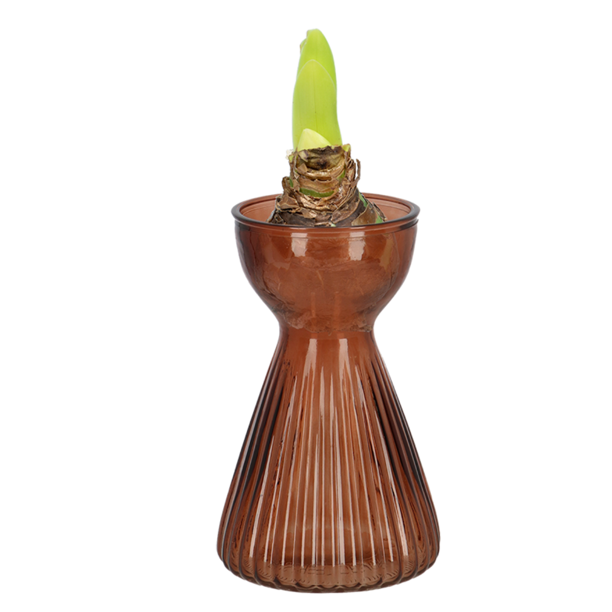 Esschert Design Bollenvaas Geribbeld Amaryllis