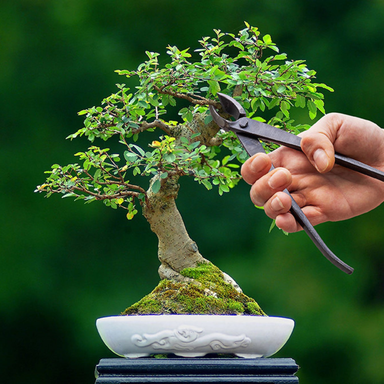 Esschert Design Bonsai Concaaftang