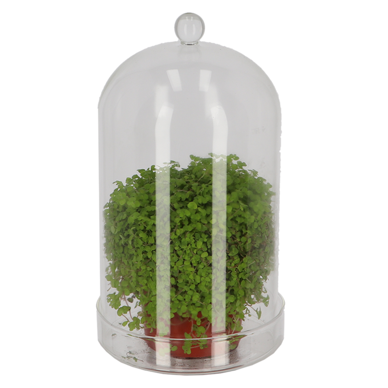 Esschert Design Glazen Stolp Met Schaal L