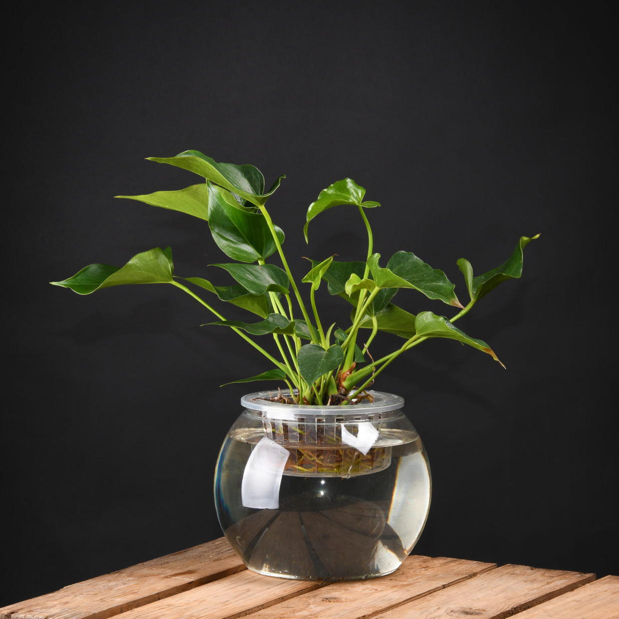 Esschert Design Hydrocultuur Pot L