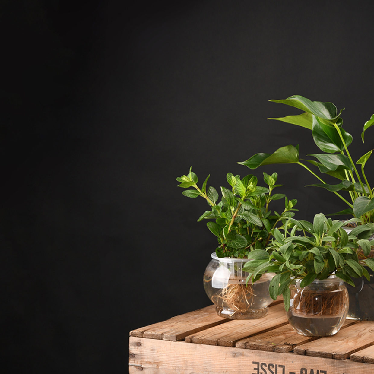 Esschert Design Hydrocultuur Pot S