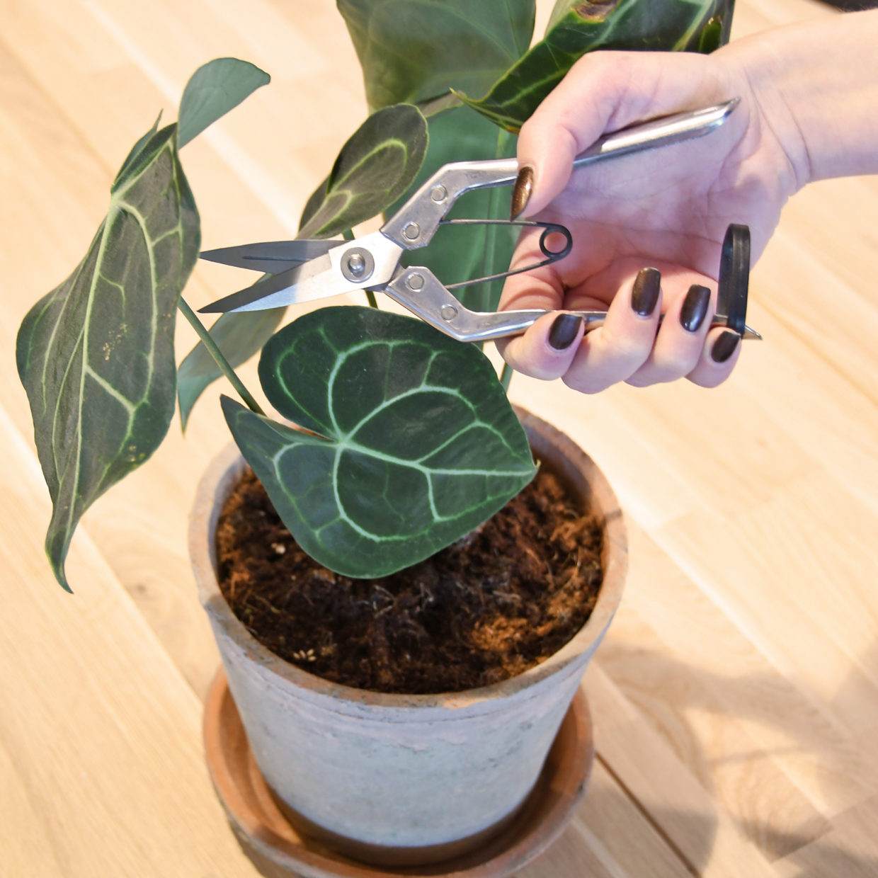 Esschert Design Kamerplantensnoeischaar