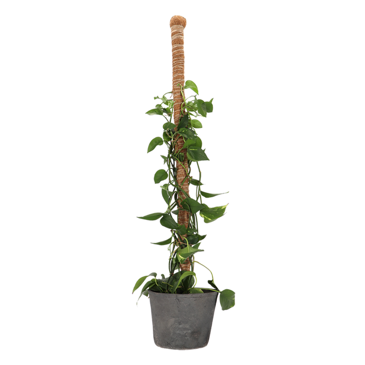 Esschert Design Kokos- Plantensteun L