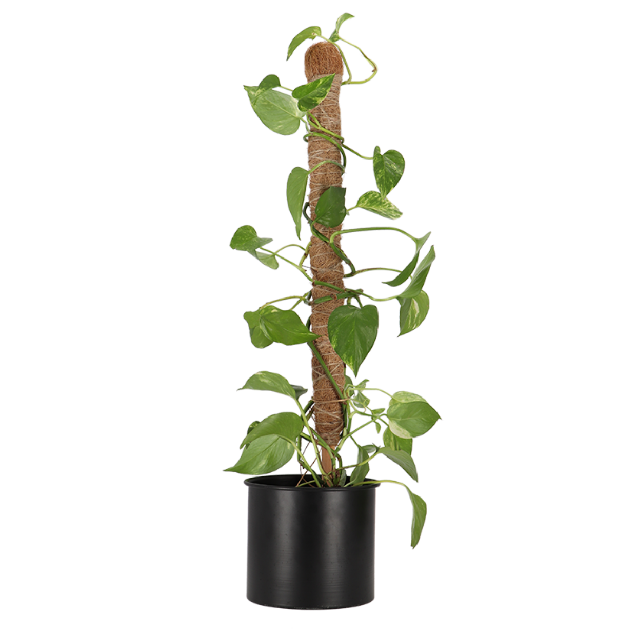 Esschert Design Kokos- Plantensteun S