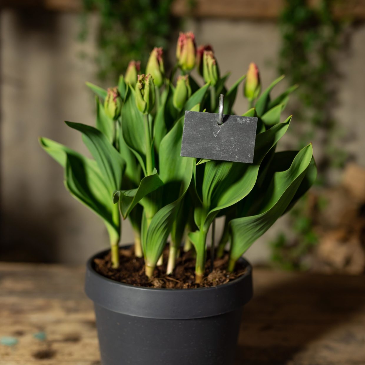 Esschert Design Leistenen Plantenlabel S