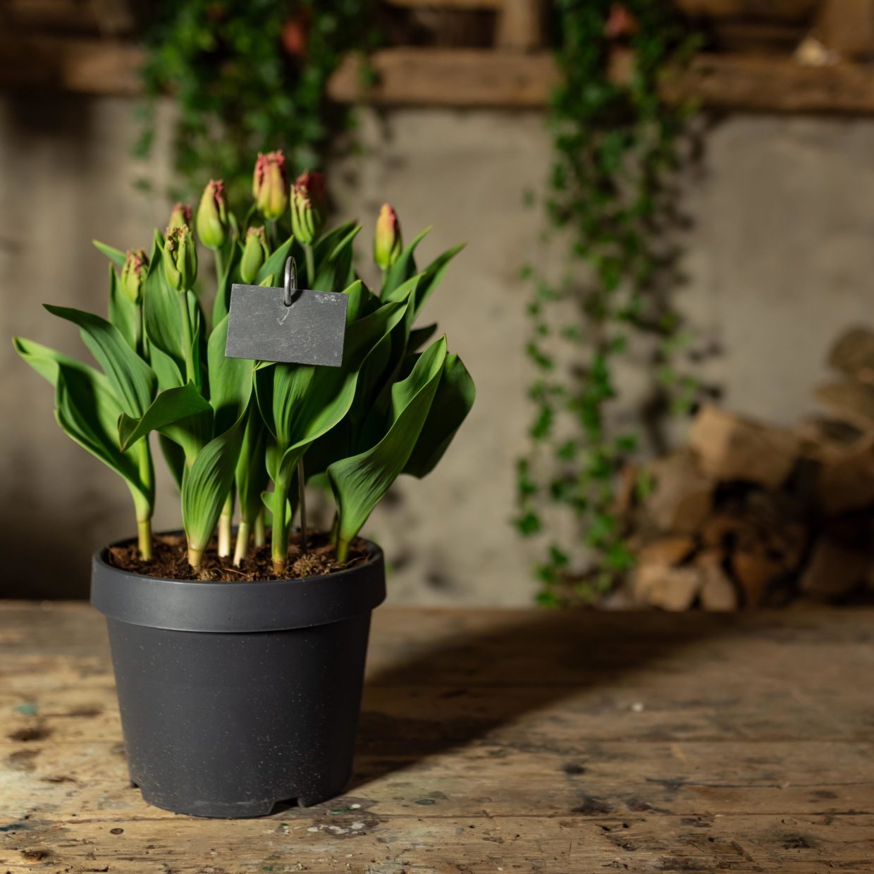 Esschert Design Leistenen Plantenlabel S