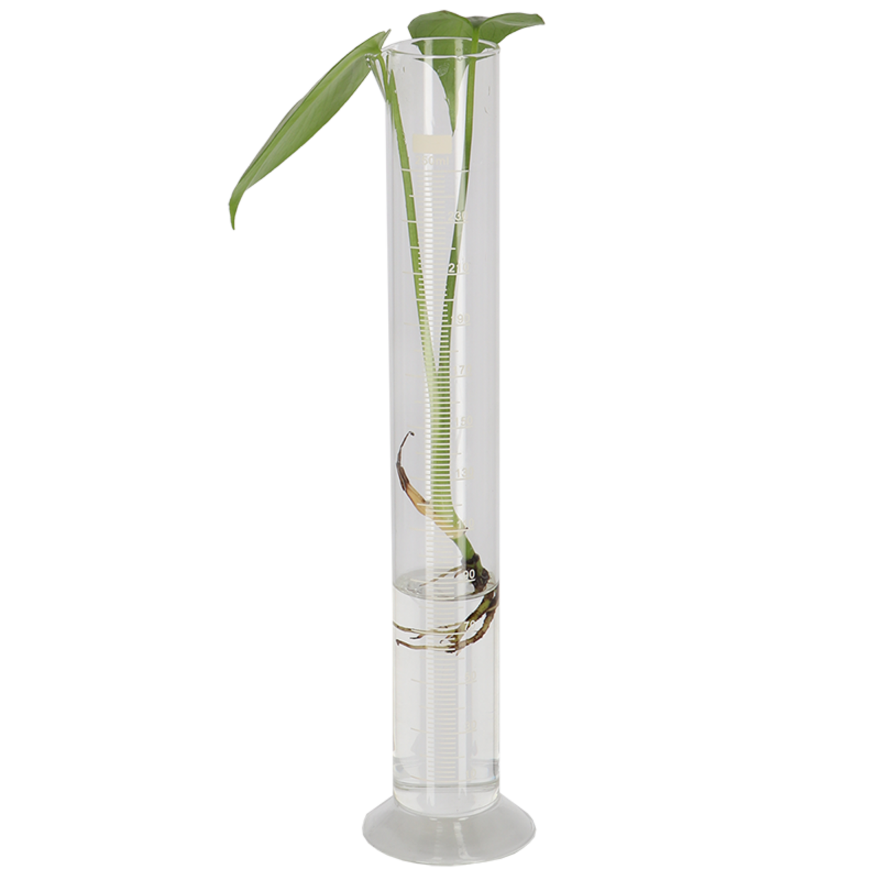 Esschert Design Maatcilinder Met Voet L