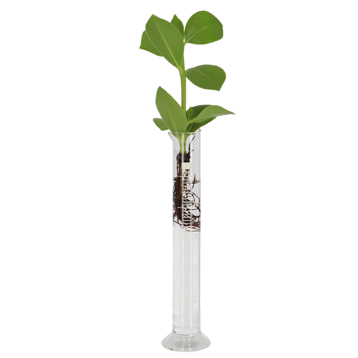 Esschert Design Maatcilinder Met Voet S