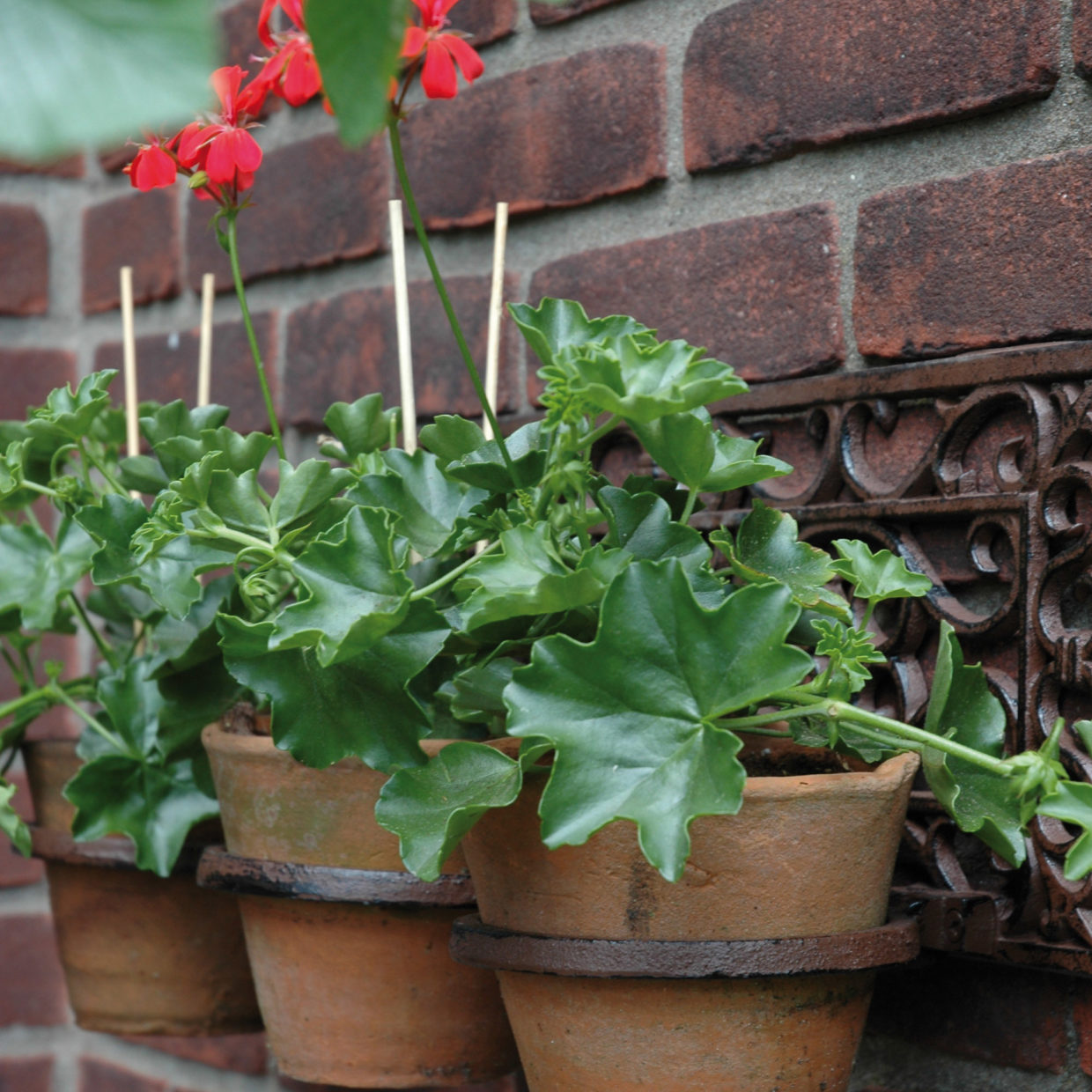 Esschert Design Plantenhanger Klassiek 3 Potten