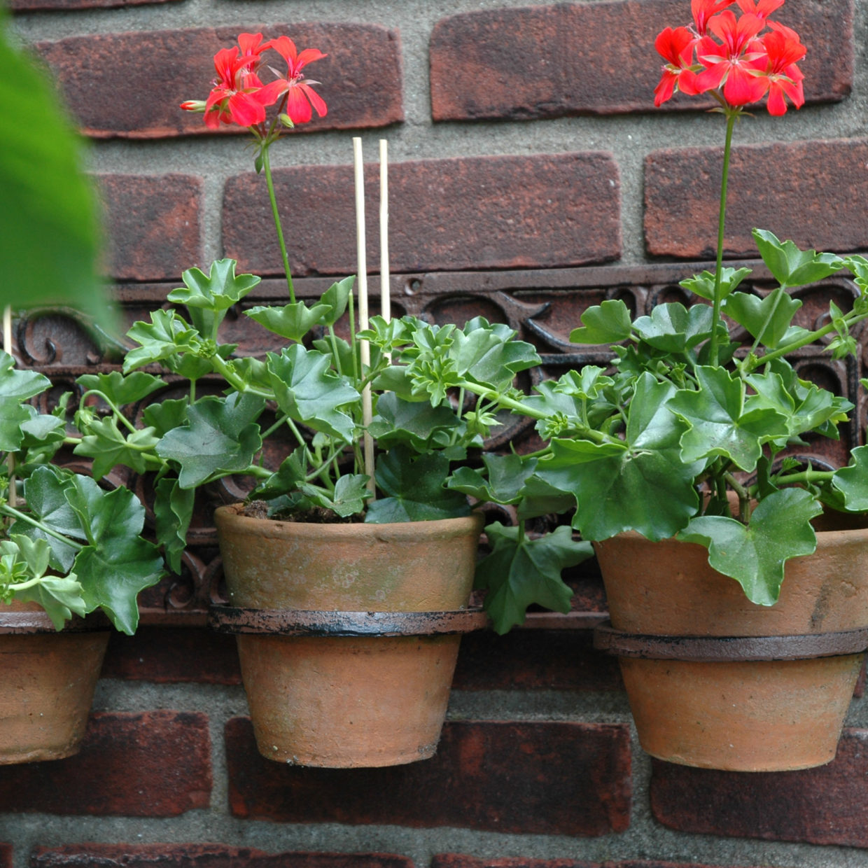 Esschert Design Plantenhanger Klassiek 3 Potten