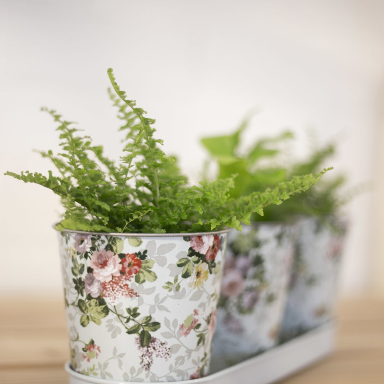 Esschert Design Roosprint 3 Potjes Op Tray