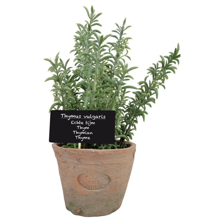 esschert design Tijm in AT pot L