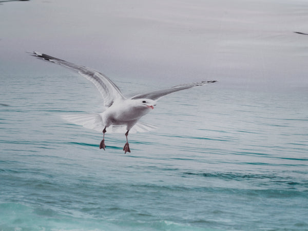 Heckett & Lane Dekbedovertrek Esma Multi - 100% Katoen-Satijn