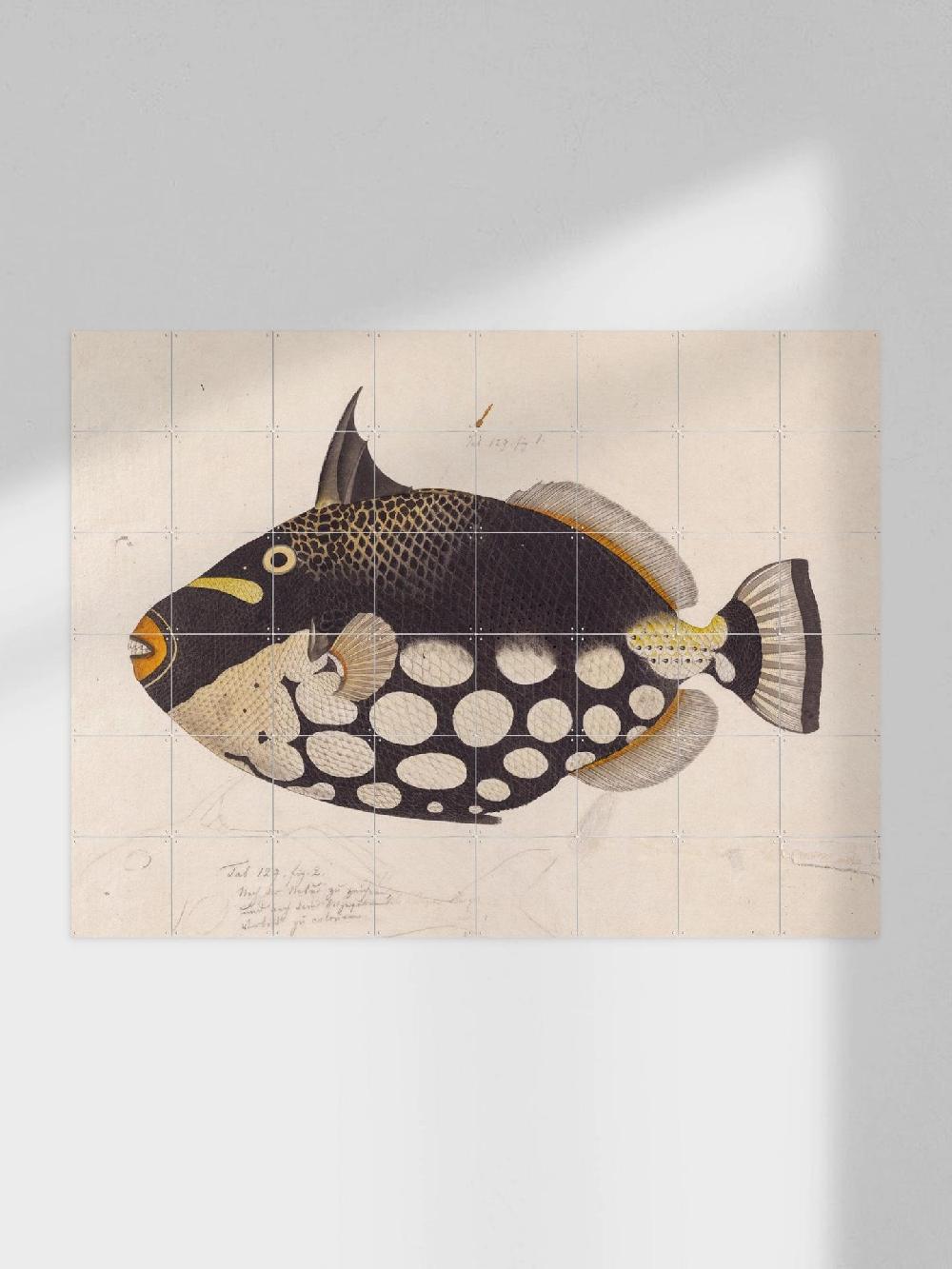 ixxi Kawahara Keiga &Naturalis Black Fish vanaf € 11