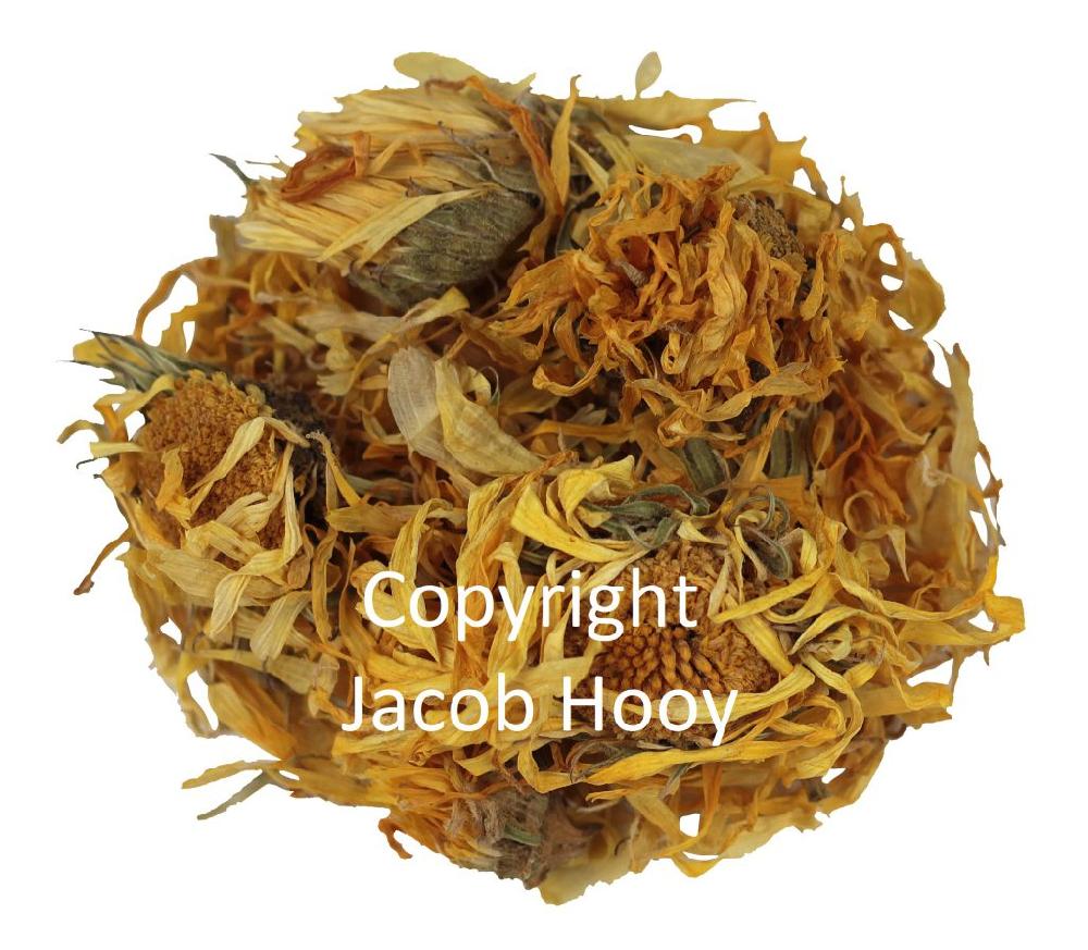 jacob hooy Goudsbloem met knoppen