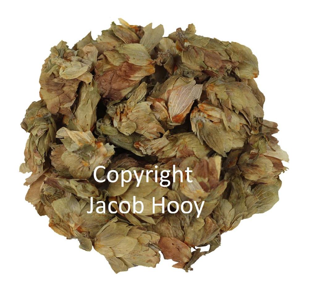 Jacob Hooy Hopbel Heel