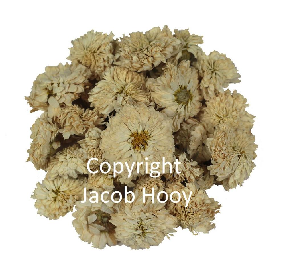 Jacob Hooy Kamille Rooms