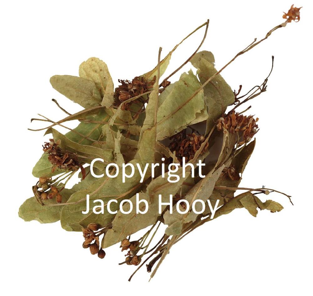 jacob hooy Lindebloesem argentijns heel