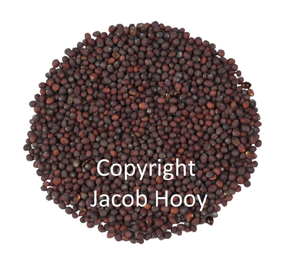 jacob hooy Mosterdzaad bruin heel*