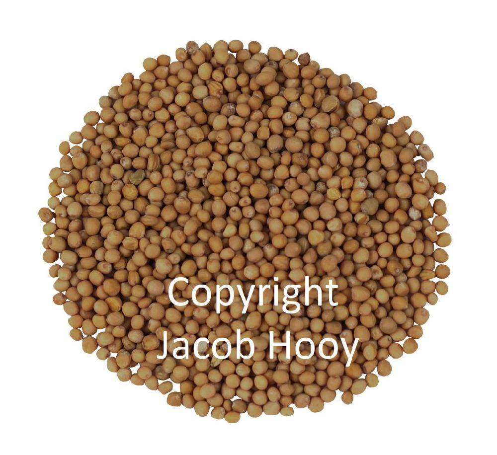 jacob hooy Mosterdzaad geel heel