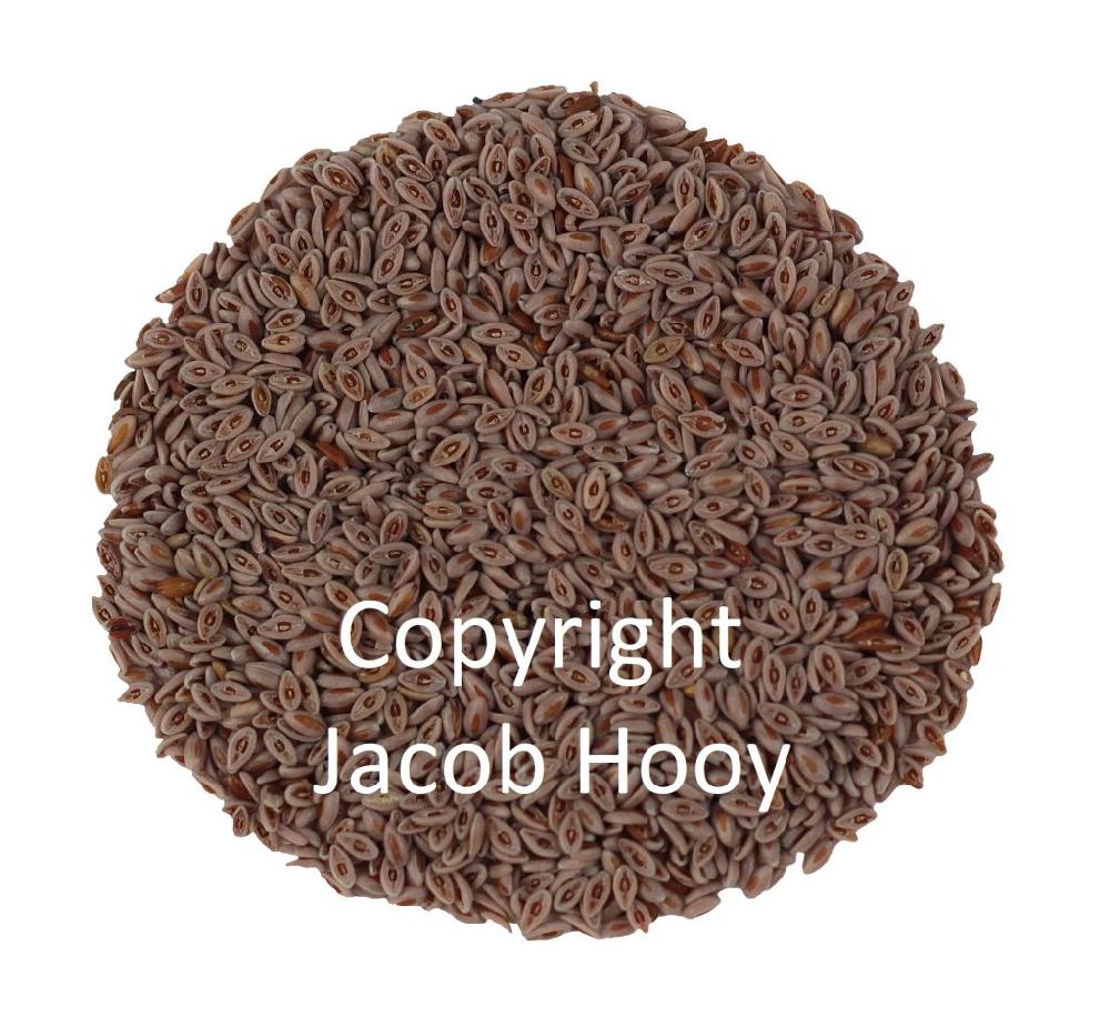 Jacob Hooy Vlozaad Heel