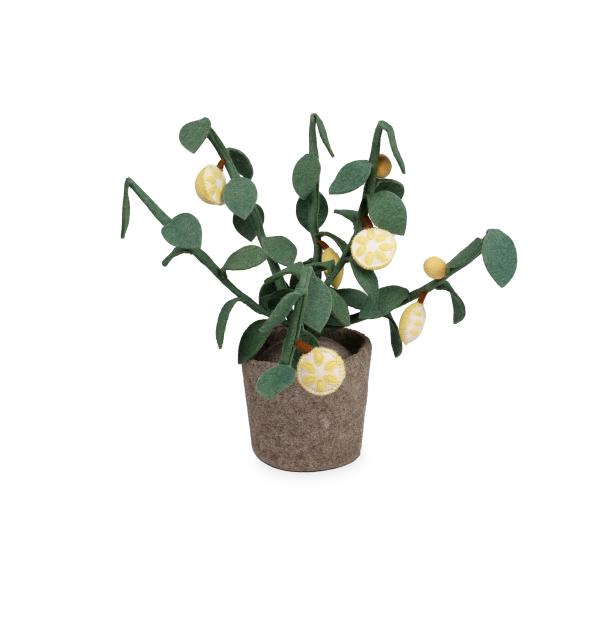 KidsDepot Planten Plant Citrus