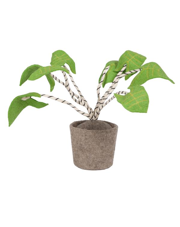 KidsDepot Planten Zebrina