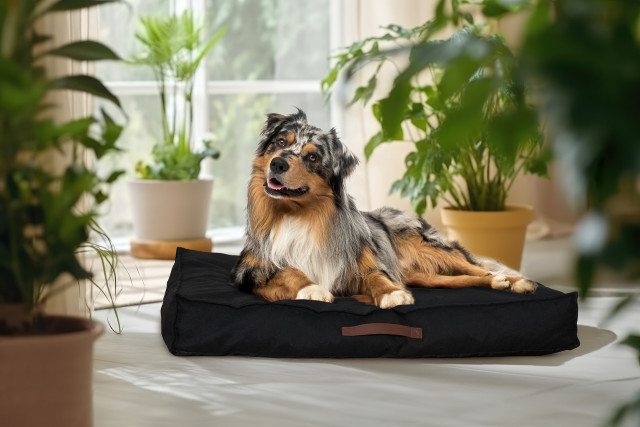 lifa living Maak kennis met het Hondenkussen - Waar comfort en stijl elkaar ontmoeten voor je harige vriend