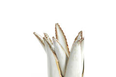 Light & Living Kandelaar Ø11 5x11 5 Cm CACTUS Keramiek Crème