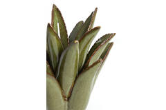 Light & Living Kandelaar Ø11 5x11 5 Cm CACTUS Keramiek Donker Groen