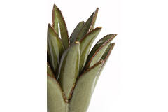 Light & Living Kandelaar Ø13x16 Cm CACTUS Keramiek Donker Groen