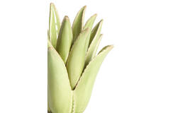 Light & Living Kandelaar Ø13x16 Cm CACTUS Keramiek Licht Groen