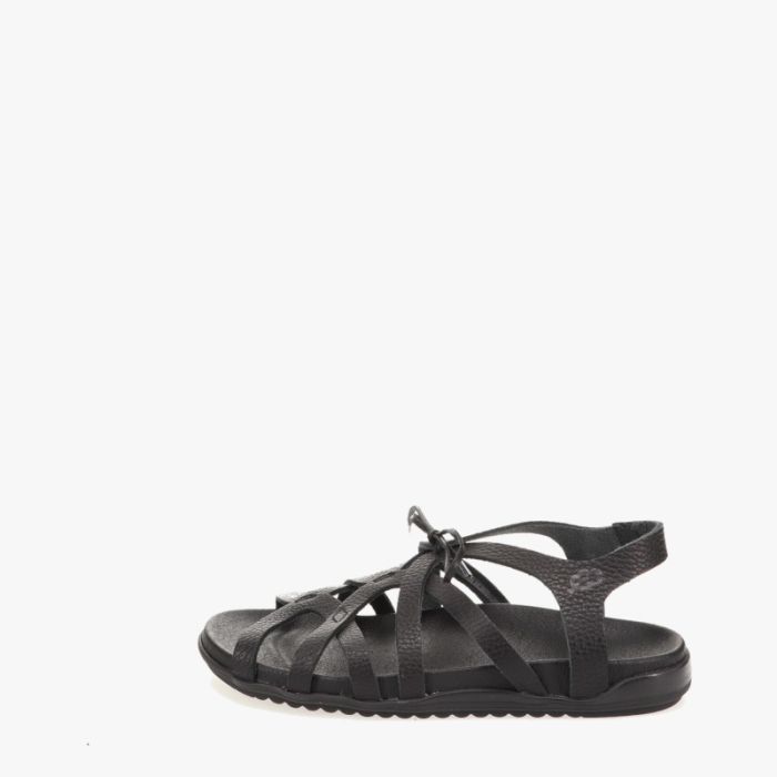 loints of holland Schilberg