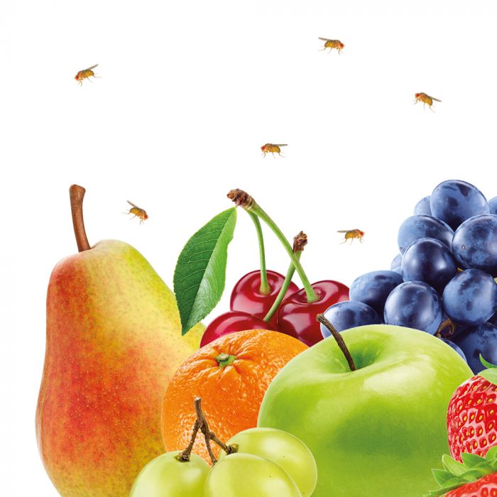 Lucovitaal Fruitvliegjes Vanger