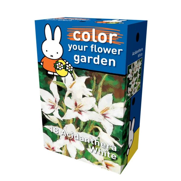 miffy acidanthera callianthus muriela miffy box